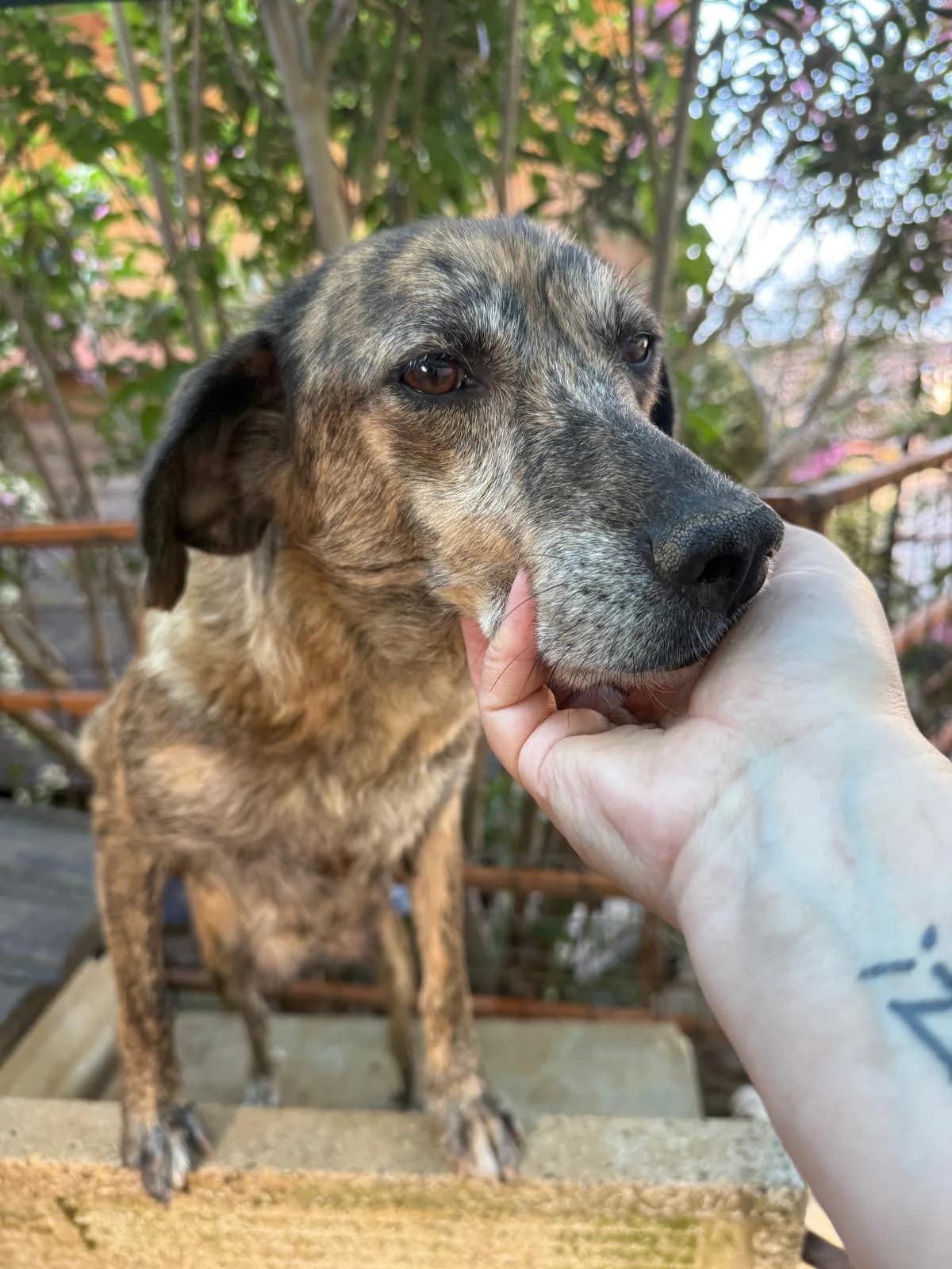Milly, female 5yo Mixed Breed for adoption at Rescue Me Dogs