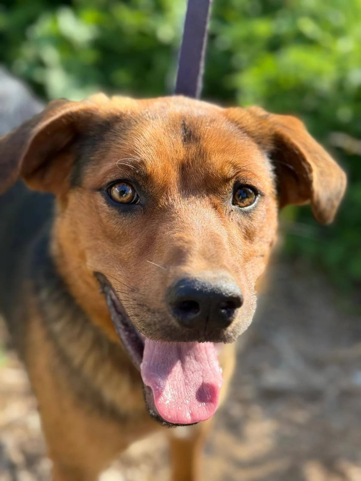 Nathan, male young Mixed Breed for adoption at Rescue Me Dogs