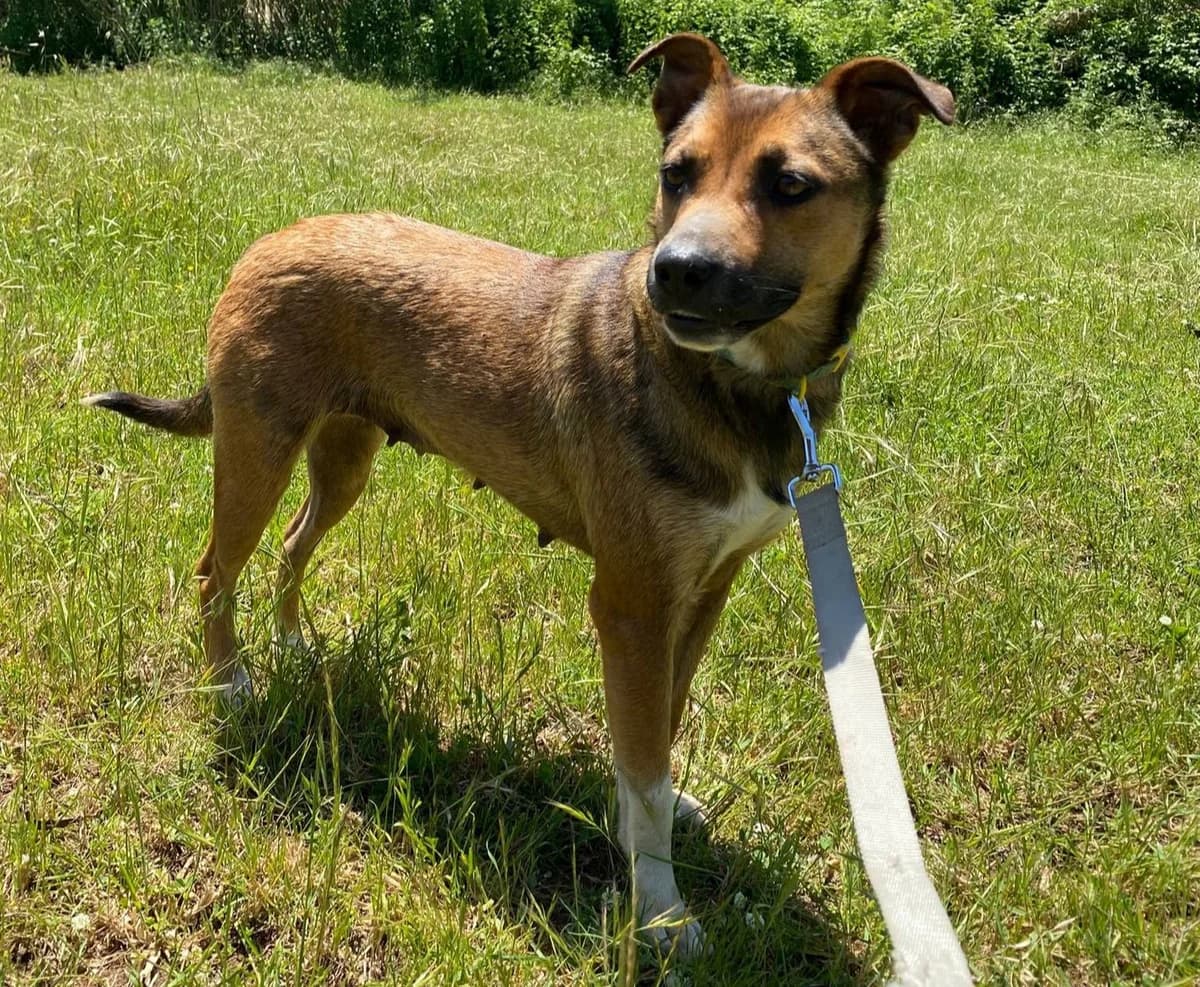 Idie, female young Mixed Breed for adoption at Rescue Me Dogs
