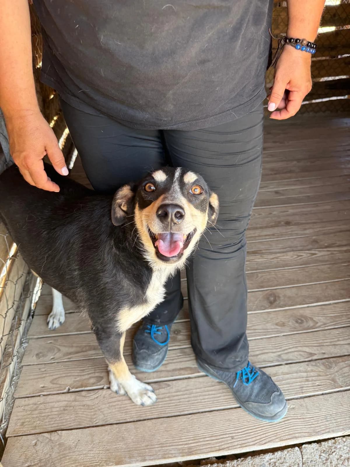 Siri, female young Mixed Breed for adoption at Rescue Me Dogs
