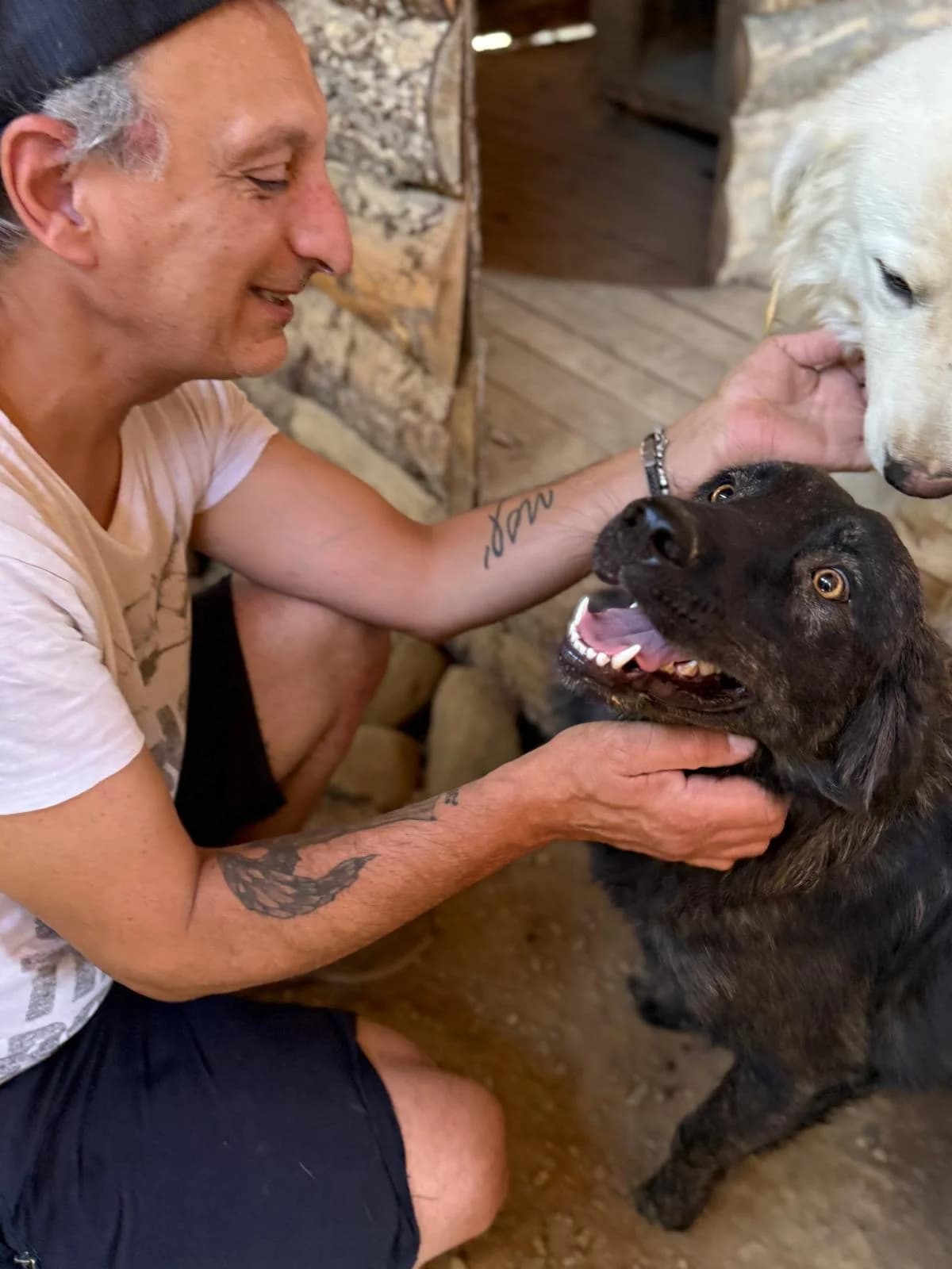 Gwennie, female young Mixed Breed for adoption at Rescue Me Dogs