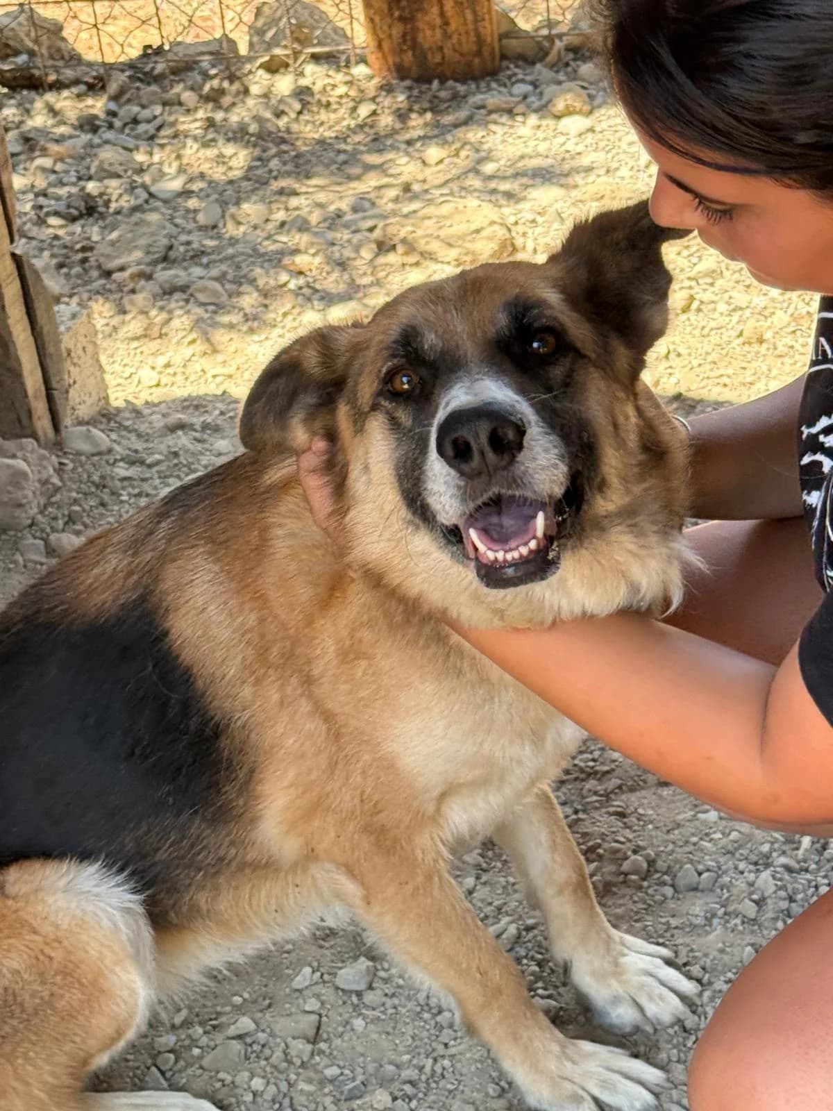 Lola, female 5yo Mixed Breed for adoption at Rescue Me Dogs