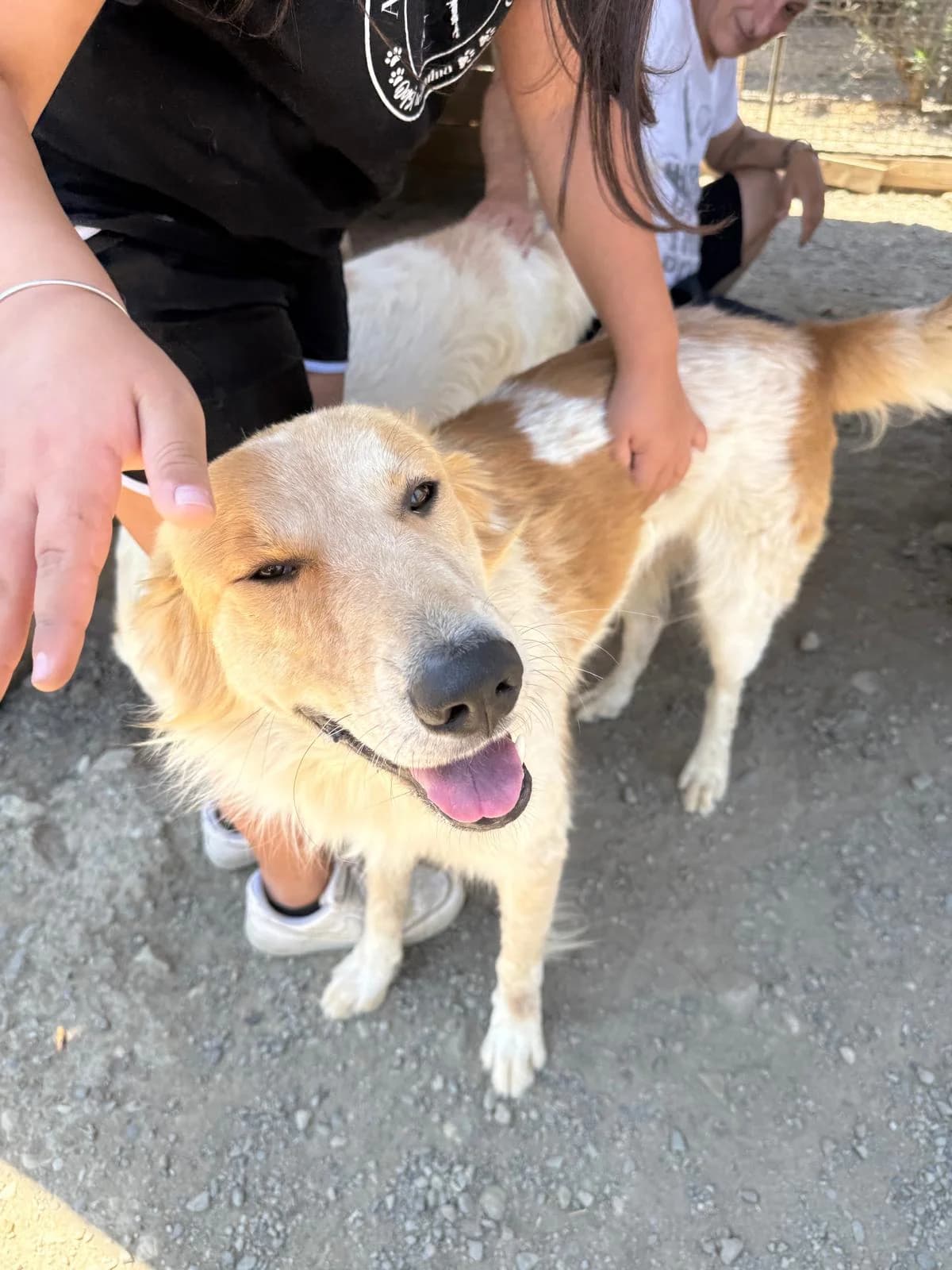 Buck, male young Mixed Breed for adoption at Rescue Me Dogs
