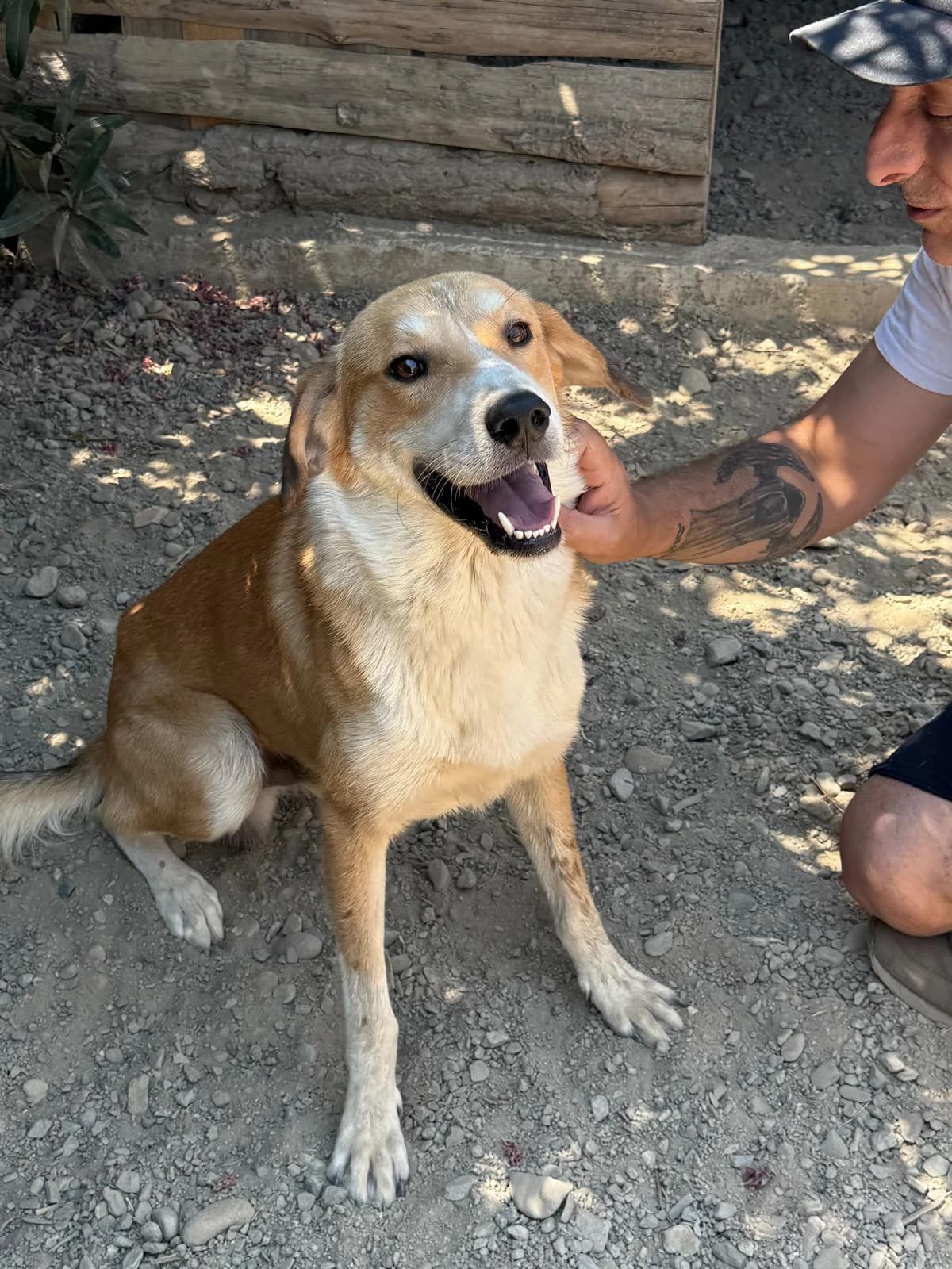 Cognac, male 3yo Mixed Breed for adoption at Rescue Me Dogs