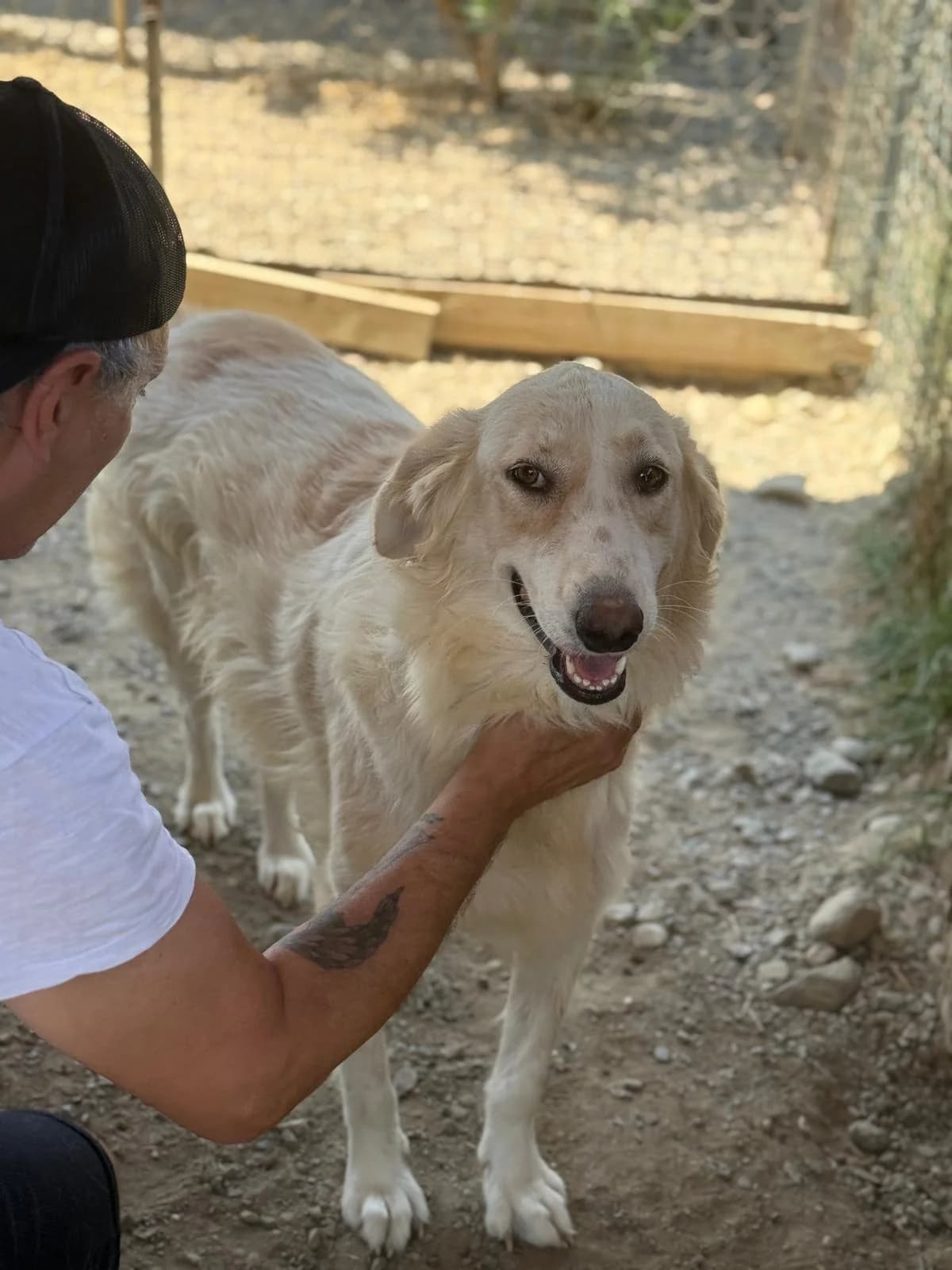 Yves, female 3yo Mixed Breed for adoption at Rescue Me Dogs