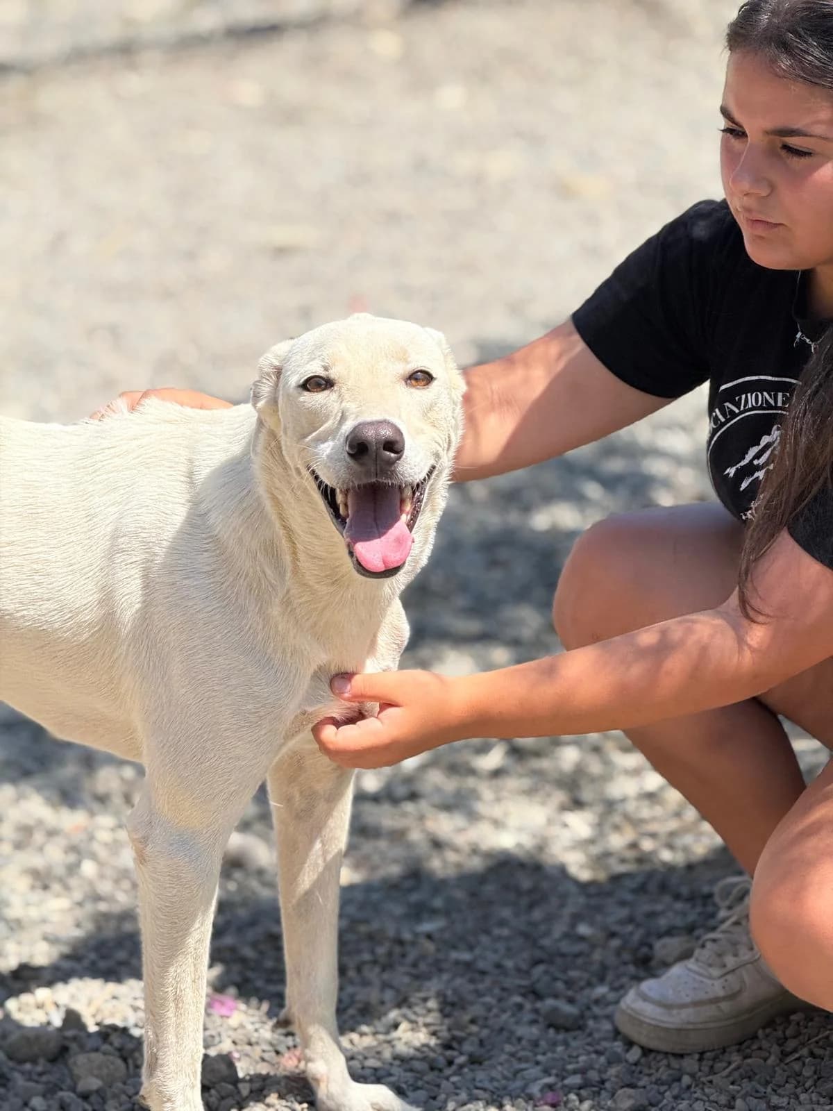 Pablo, male Mixed Breed for adoption at Rescue Me Dogs