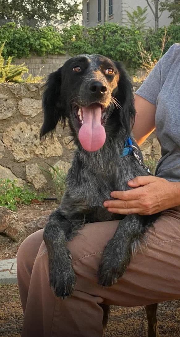 Ewin, female young Mixed Breed for adoption at Rescue Me Dogs