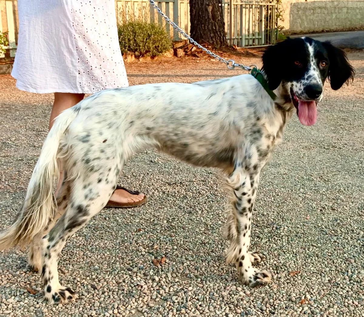 Arwen, female young Mixed Breed for adoption at Rescue Me Dogs