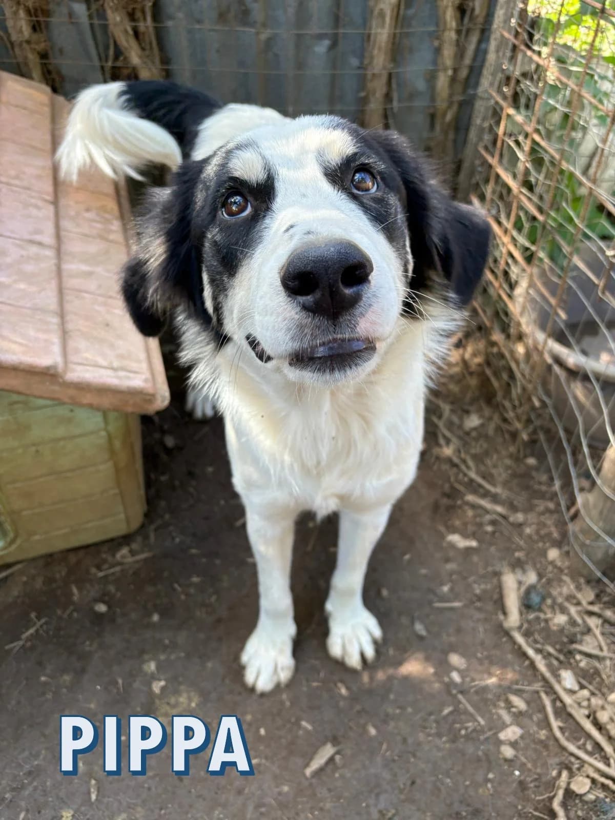Pippa, female young Mixed Breed for adoption at Rescue Me Dogs