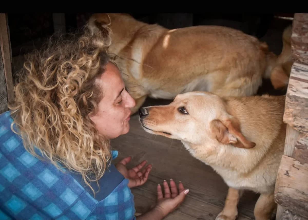 Mirko &, male Mixed Breed for adoption at Rescue Me Dogs