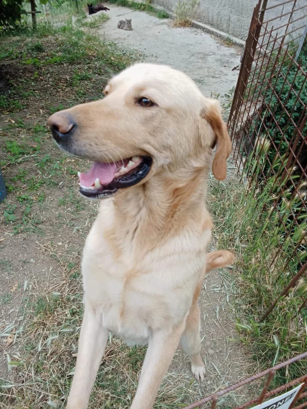 Spike, male young Mixed Breed for adoption at Rescue Me Dogs