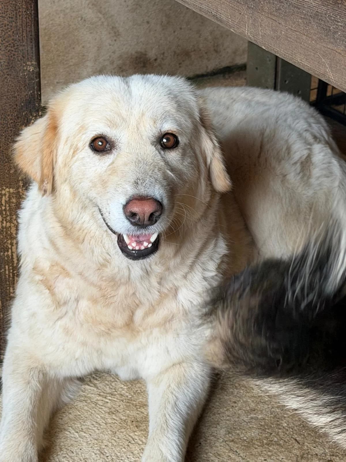 Dobbie, female Mixed Breed for adoption at Rescue Me Dogs