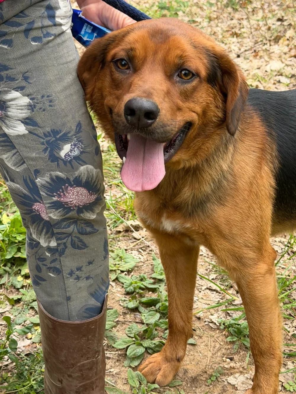 Nathan, male young Mixed Breed for adoption at Rescue Me Dogs