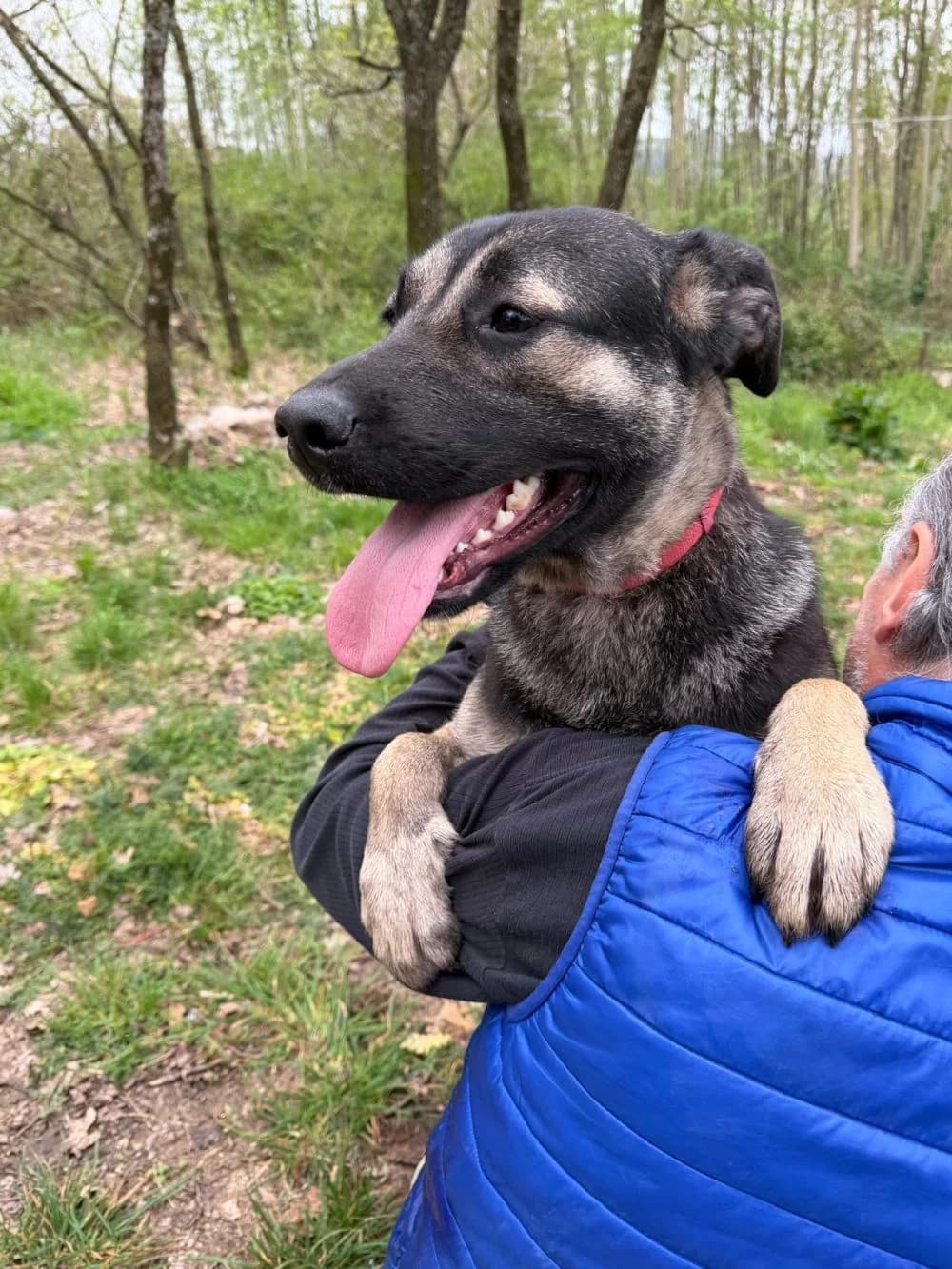 Sasha, female young Mixed Breed for adoption at Rescue Me Dogs