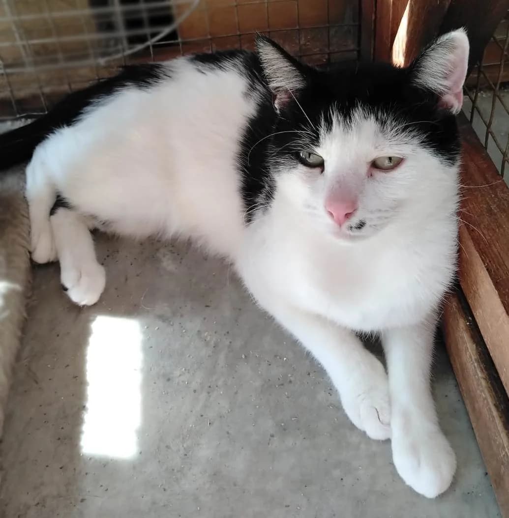 Billi, female young Mixed Breed for adoption at Rolvenden Cat Rescue