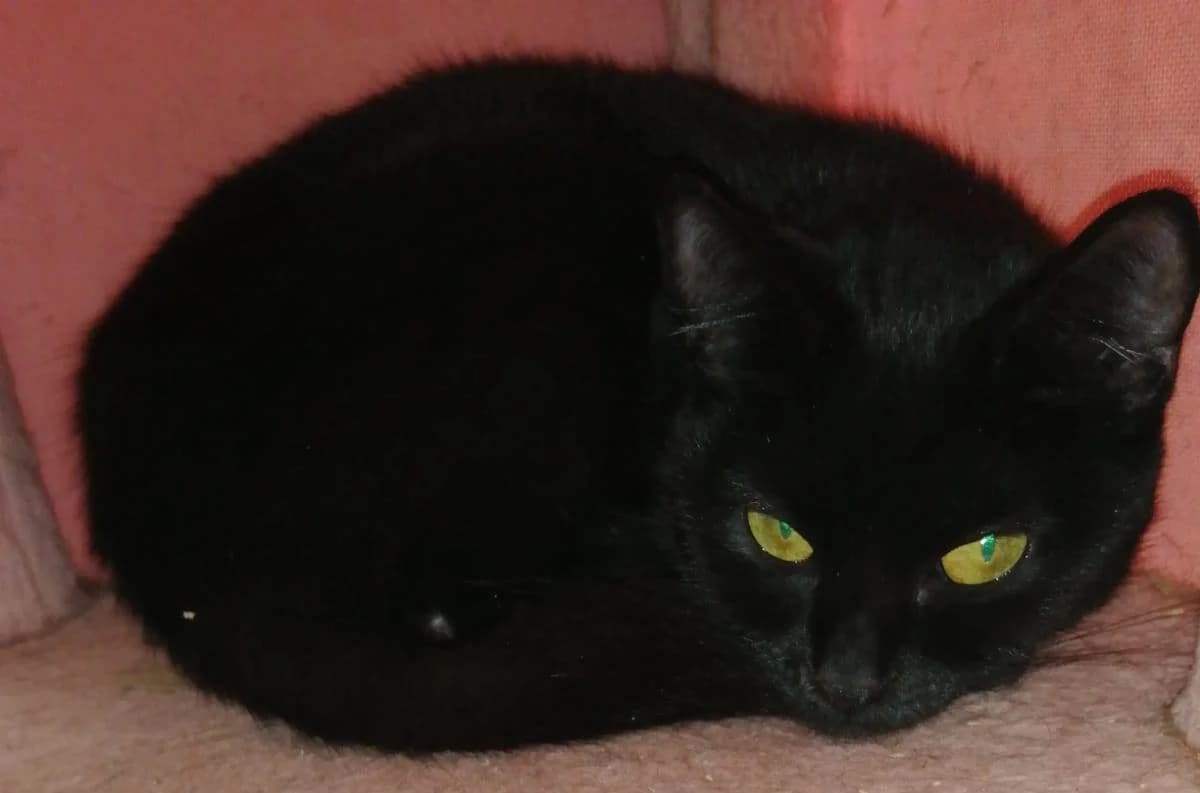 Cassi, female young Mixed Breed for adoption at Rolvenden Cat Rescue