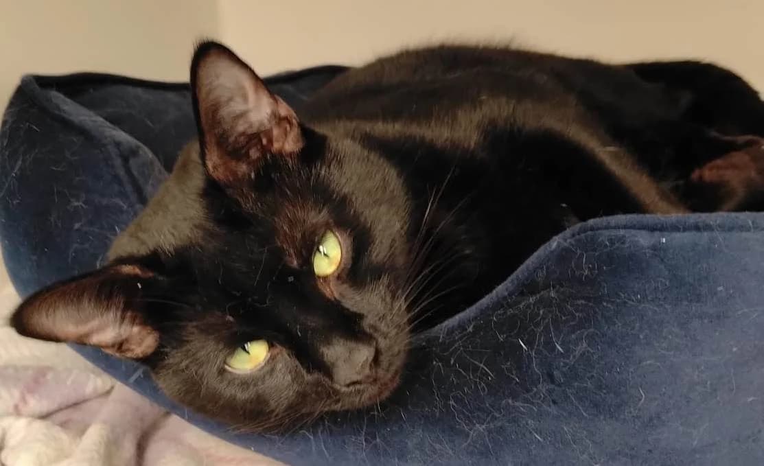 Koshi, male young Mixed Breed for adoption at Rolvenden Cat Rescue