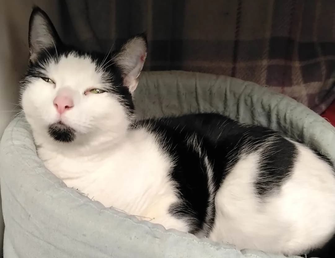 Kylan, male young Mixed Breed for adoption at Rolvenden Cat Rescue