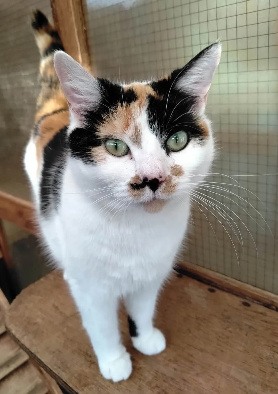 Lucy, female 5yo mixed breed for adoption at Rolvenden Cat Rescue