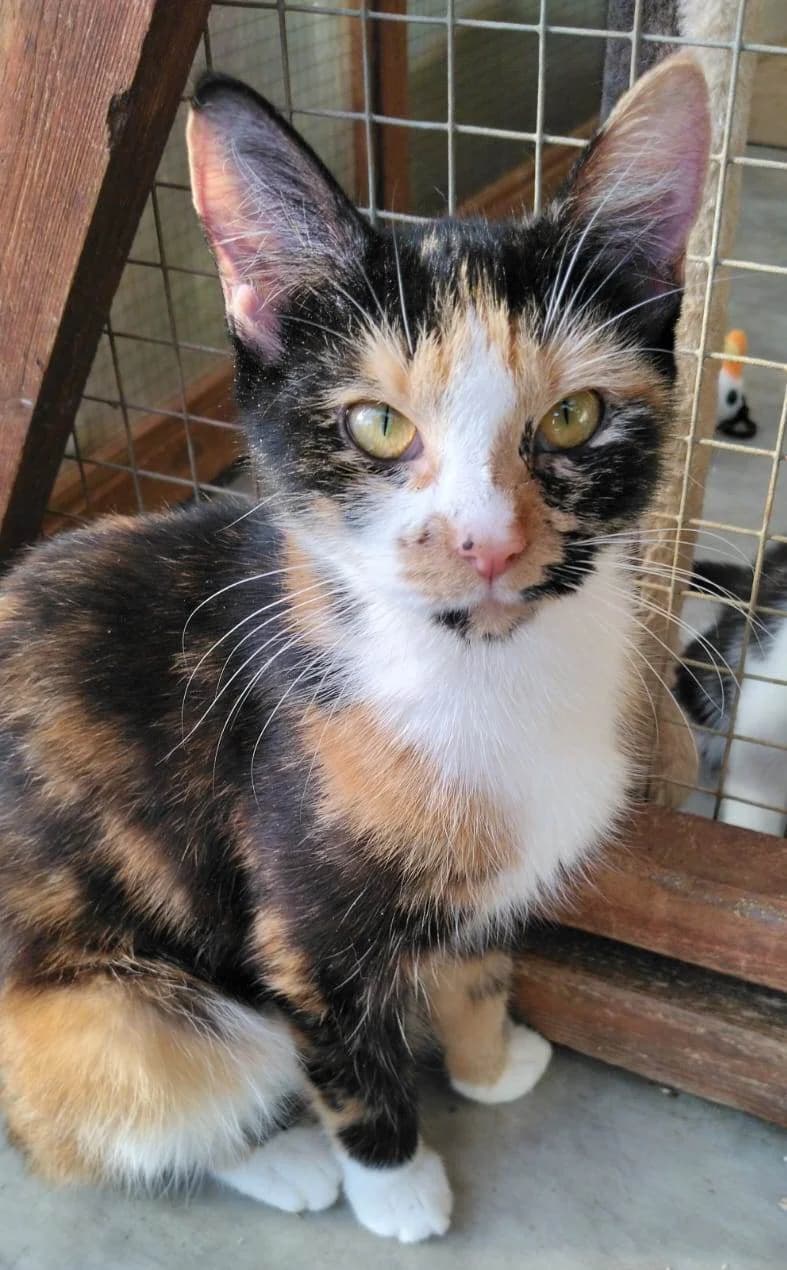 Naomi, female young Mixed Breed for adoption at Rolvenden Cat Rescue