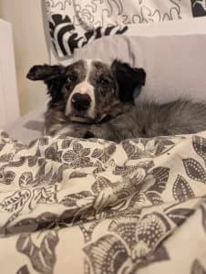 Floki handsome, intelligent blue merle Border Collie, male 7yo Mixed Breed for adoption at Romanian Rescue Appeal UK