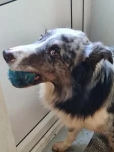 Floki handsome, intelligent blue merle Border Collie, male 7yo Mixed Breed for adoption at Romanian Rescue Appeal UK