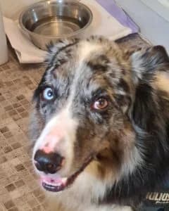 Floki handsome, intelligent blue merle Border Collie, male 7yo Mixed Breed for adoption at Romanian Rescue Appeal UK