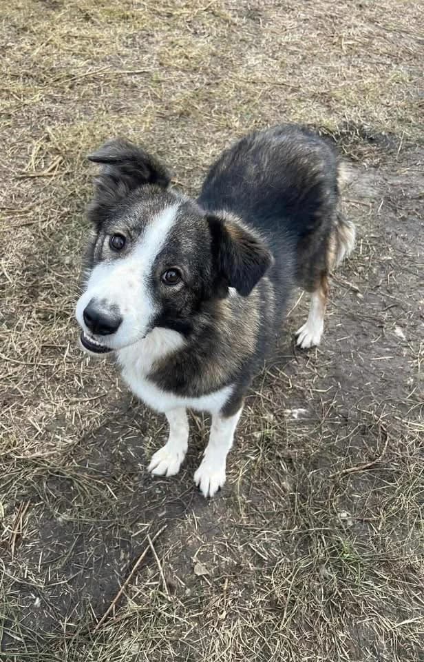 Eva the prettiest dog with the cutest smile, female puppy Mixed Breed for adoption at Romanian Rescue Appeal UK