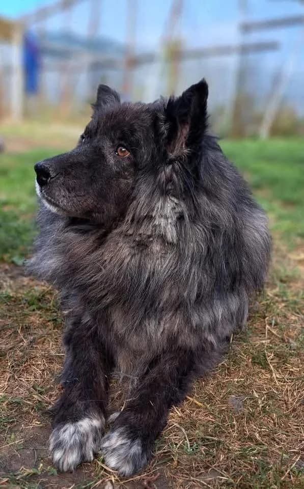 Amos the calmer older gentleman of dogs, male 7yo Mixed Breed for adoption at Romanian Rescue Appeal UK