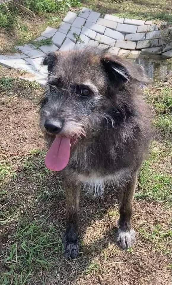Marlo marvellous boy, gorgeous dog, lots of love to give, male 3yo Mixed Breed for adoption at Romanian Rescue Appeal UK