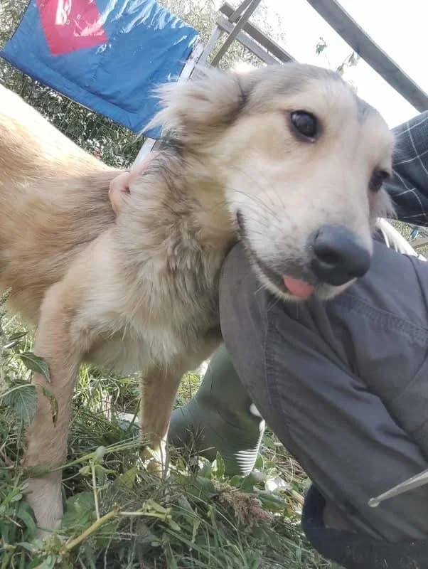 Bonnie the Dog, female young Mixed Breed for adoption at Romanian Rescue Appeal UK