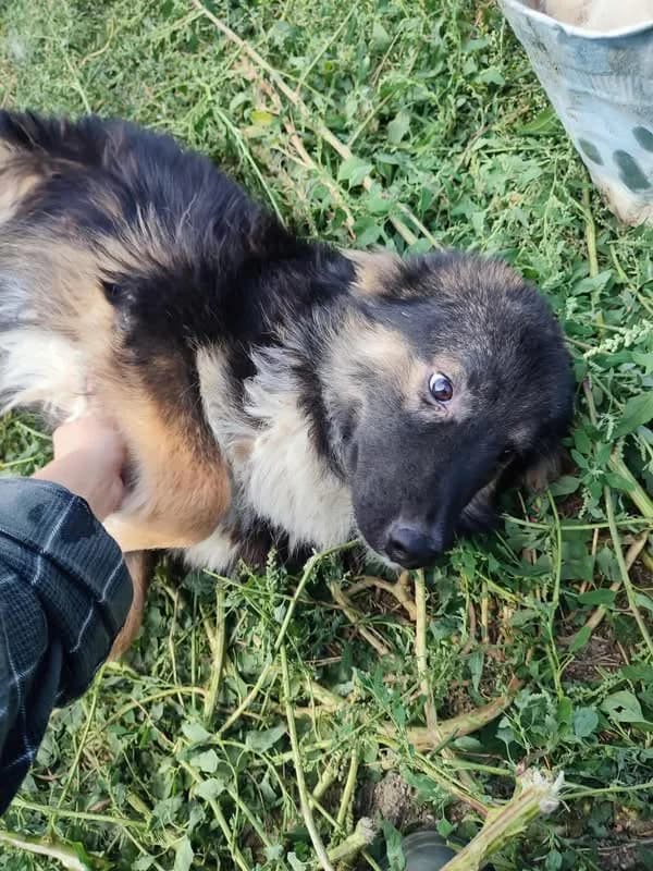 Clyde the Dog, male young Mixed Breed for adoption at Romanian Rescue Appeal UK