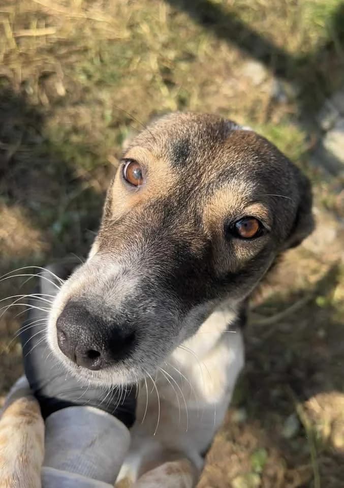 Inola pretty little girl dog with so much love and affection in her sweet soul, female young Mixed Breed for adoption at Romanian Rescue Appeal UK