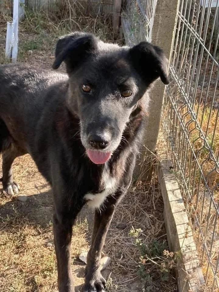 Dinora beautiful, elegant older dog with a loving nature, female 7yo Mixed Breed for adoption at Romanian Rescue Appeal UK