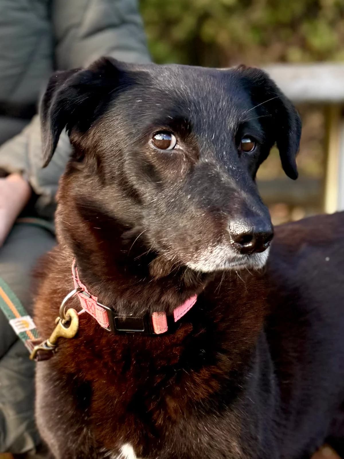 Callie sweet natured, older female, female 7yo Mixed Breed for adoption at Romanian Rescue Appeal UK