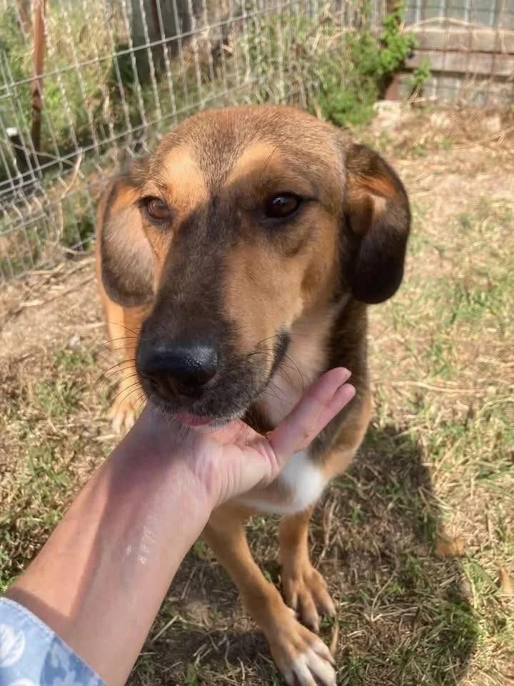 Enot The Dog With Gorgeous Eyes, male 3yo Mixed Breed for adoption at Romanian Rescue Appeal UK