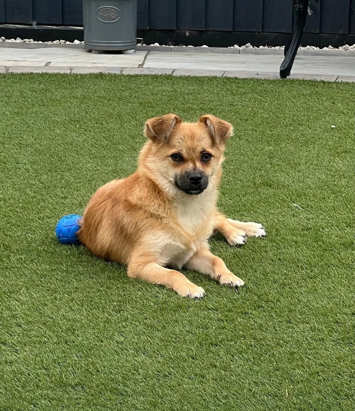 Johnny the sweetest most playful dog (in UK foster), male Mixed Breed for adoption at Romanian Rescue Appeal UK