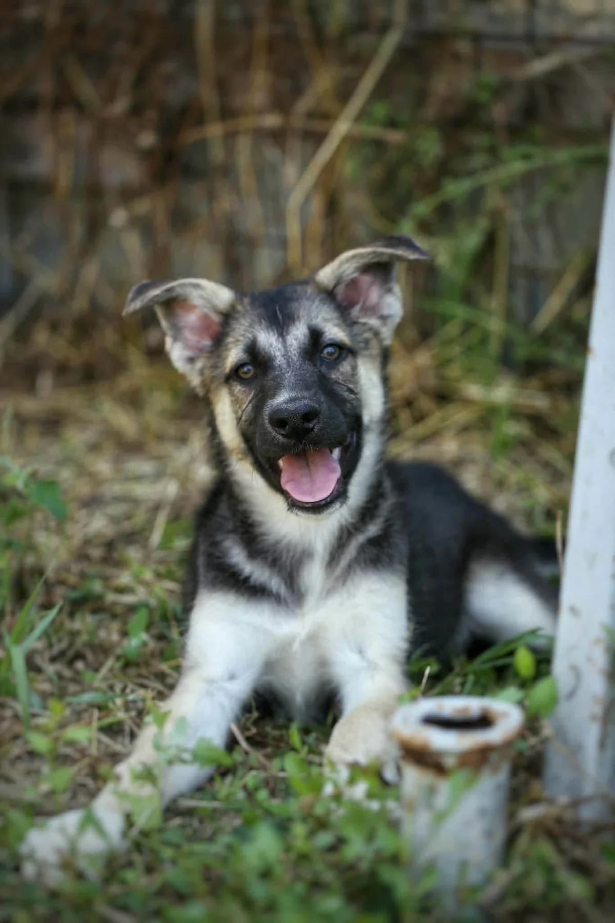 Mash a smashing little bundle of fur, male Mixed Breed for adoption at Romanian Rescue Appeal UK