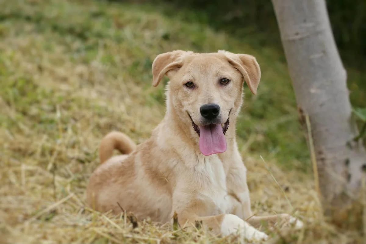 Mango what a sweet and lovely young boy, male Mixed Breed for adoption at Romanian Rescue Appeal UK