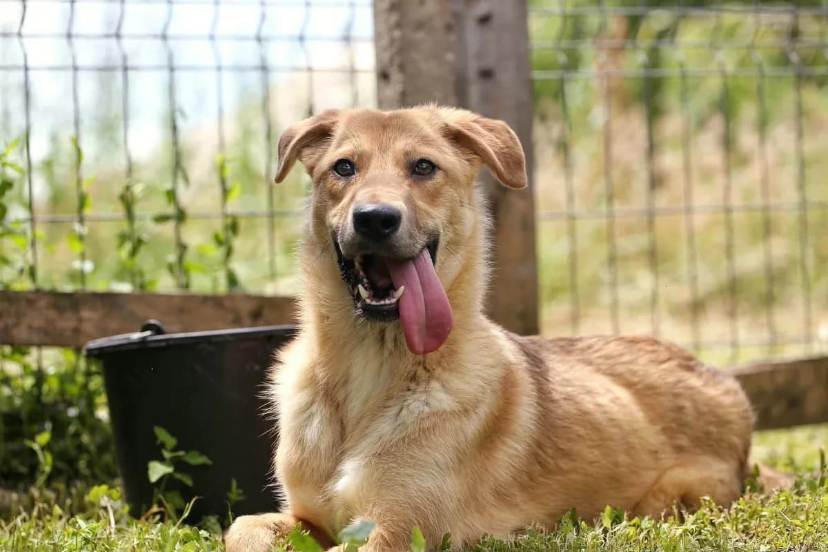 Denali the most smiley happy female youngster, female Mixed Breed for adoption at Romanian Rescue Appeal UK