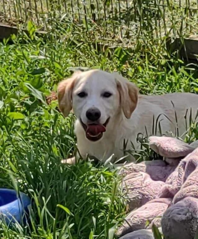 Maggie lovely friendly female rescue dog, female 3yo Mixed Breed for adoption at Romanian Rescue Appeal UK