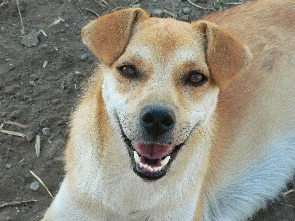 Ezra sweet and friendly, a really smiley dog, female 7yo Mixed Breed for adoption at Romanian Rescue Appeal UK