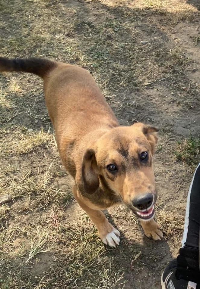 Enot friendly, loving dog, male 3yo Mixed Breed for adoption at Romanian Rescue Appeal UK