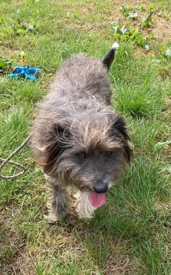 Frederic friendly, playful, loving dog, male 7yo Mixed Breed for adoption at Romanian Rescue Appeal UK