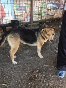 Tashi a lovely older rescued stray dog, seeks retirement sofa, female 7yo Mixed Breed for adoption at Romanian Rescue Appeal UK