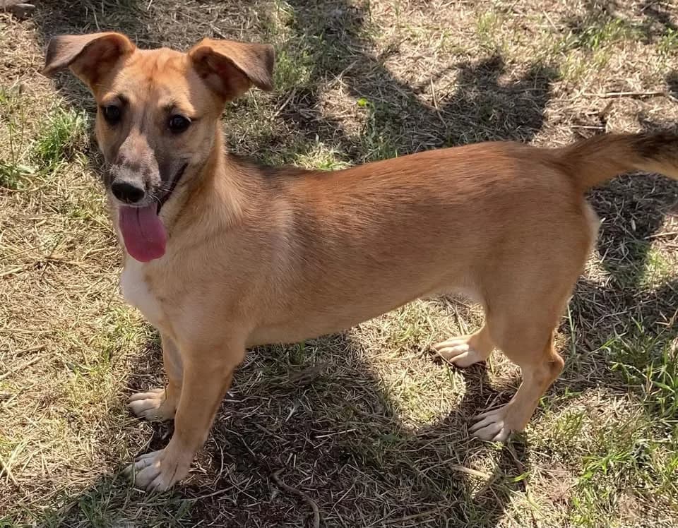 Sarah small, friendly, energetic female, female 3yo Mixed Breed for adoption at Romanian Rescue Appeal UK