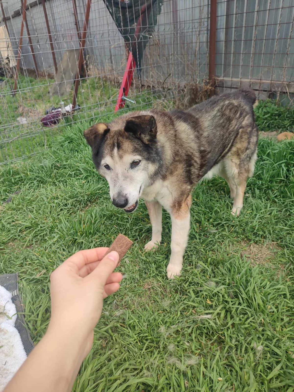 Rania golden oldie, sweet female, female 7yo Mixed Breed for adoption at Romanian Rescue Appeal UK