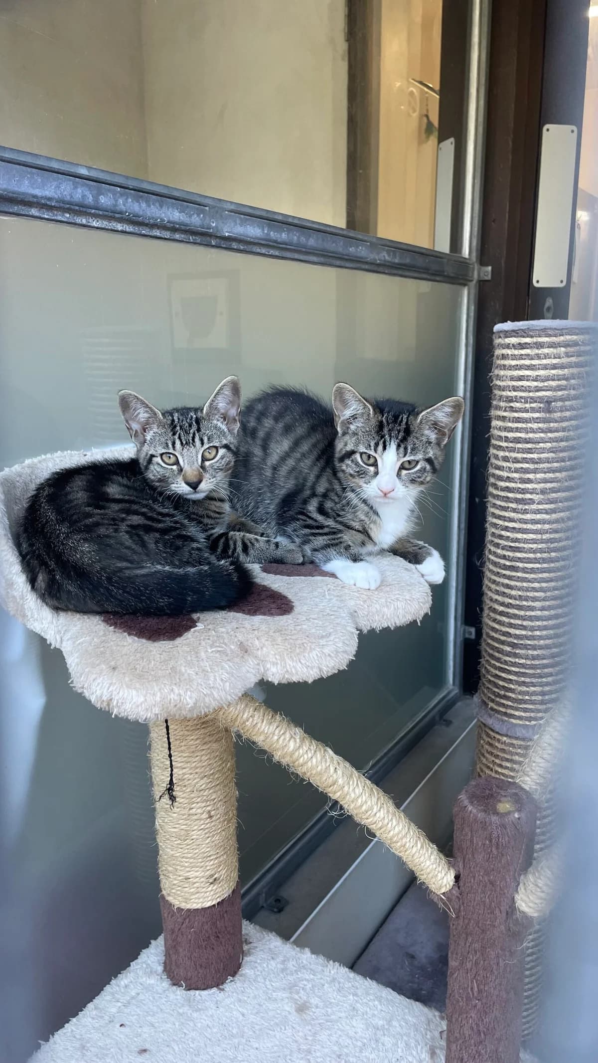 Frazzles & Quaver, male puppy Mixed Breed Cat for adoption at RSPCA Brighton & The Heart of Sussex
