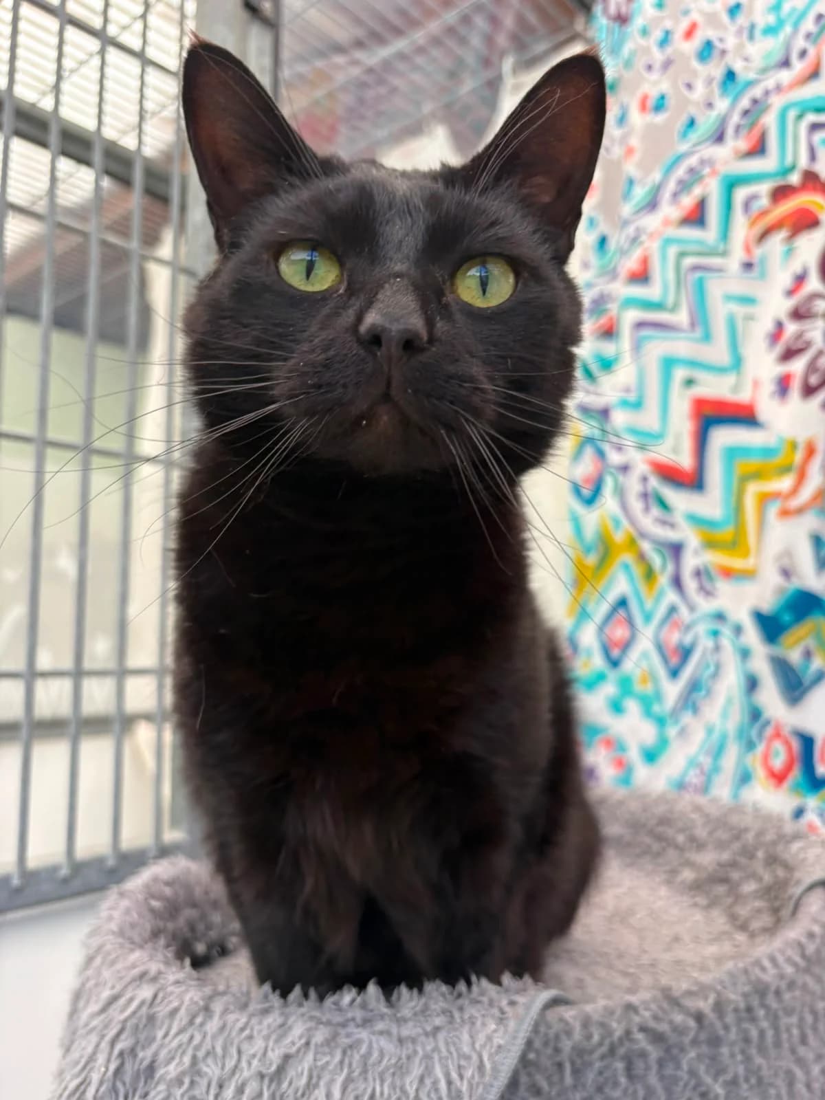 Acorn, male young Mixed Breed Cat for adoption at RSPCA Brighton & The Heart of Sussex