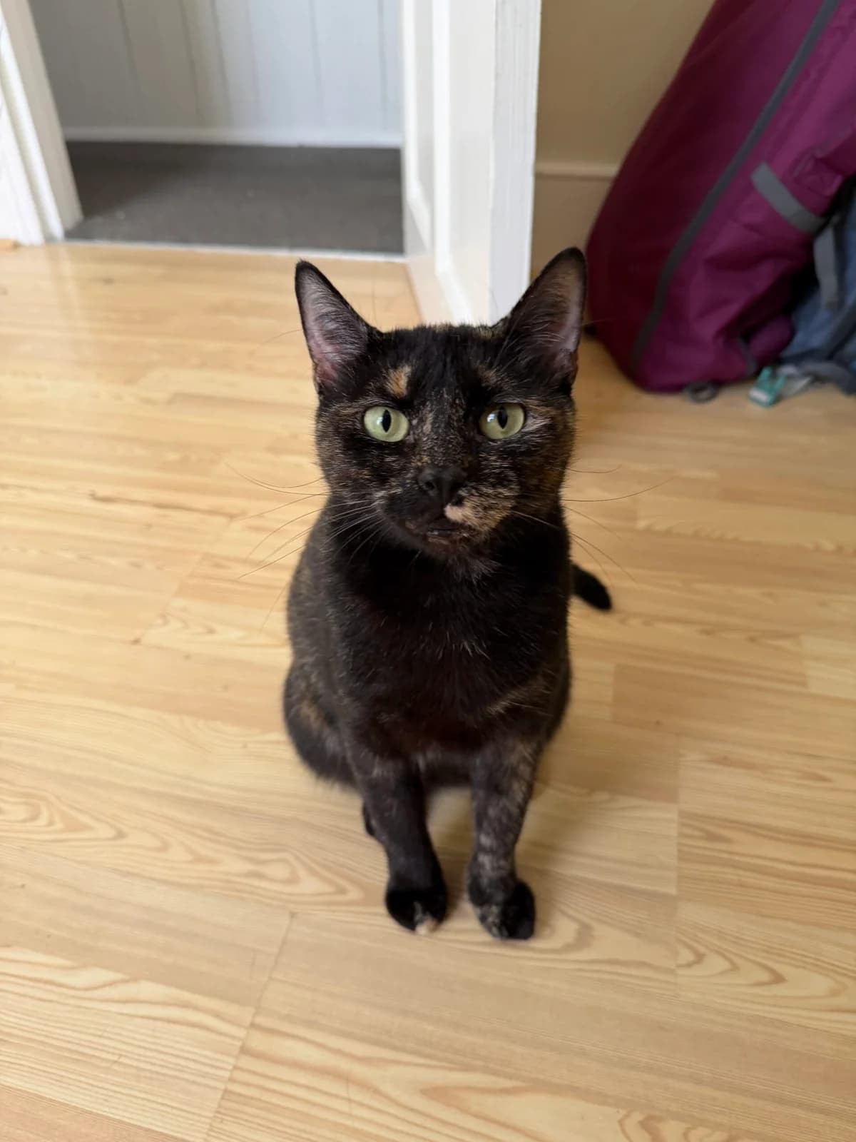 Amber, female 5yo Mixed Breed Cat for adoption at RSPCA Brighton & The Heart of Sussex